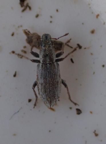 Réf. 321 431 : Sitona sp.